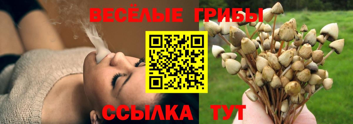 Подольск  Галлюциногенные грибы Psilocybe  Вход с VPN 